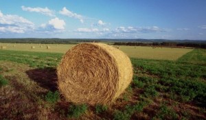 agricoltura