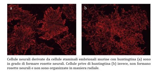 losardocellule