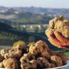 tartufo_bianco_2