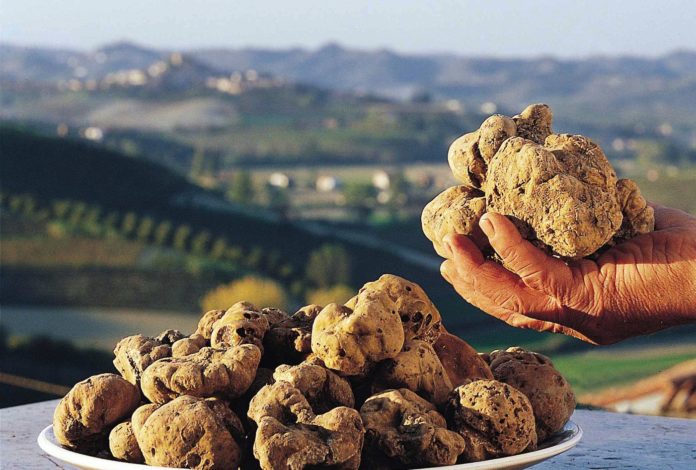 tartufo_bianco_2