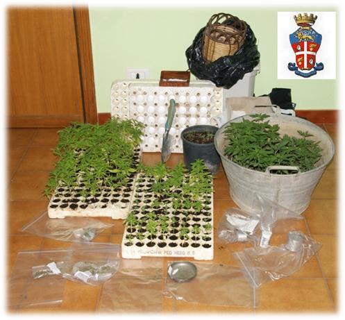 cannabis