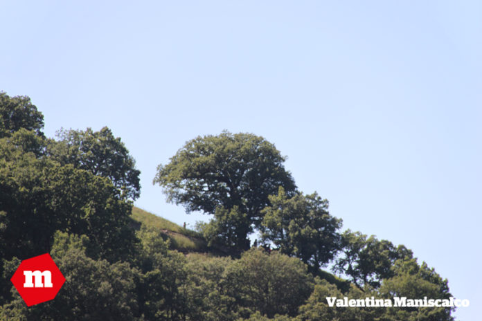 quercia_quisquina