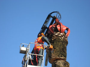 Abbattimento-palme