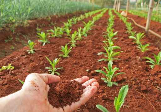 agriculture land