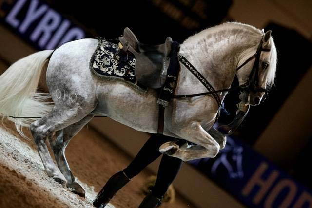 fieracavalli171