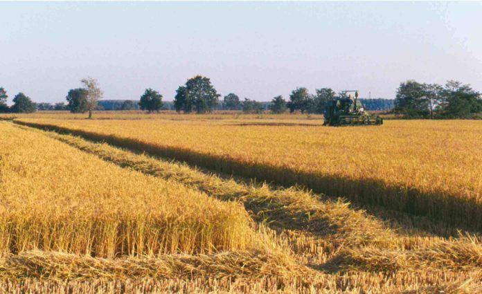 terreno agricolo
