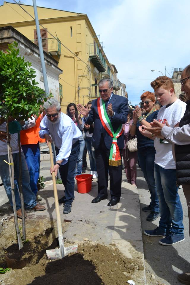 26 alberi