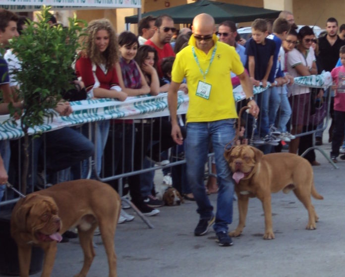 mostra canina