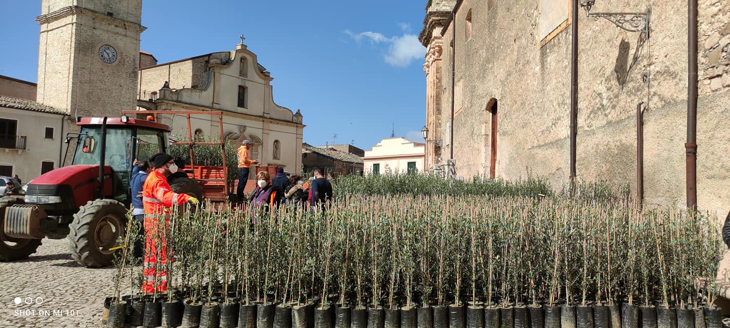 palazzo adriano distribuzione olivi